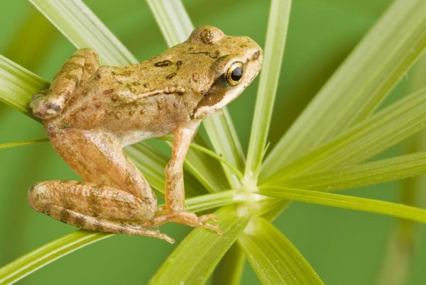 哪些动物小时候和长大后不一样