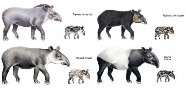 哪些动物小时候和长大后不一样