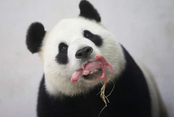 哪些动物小时候和长大后不一样