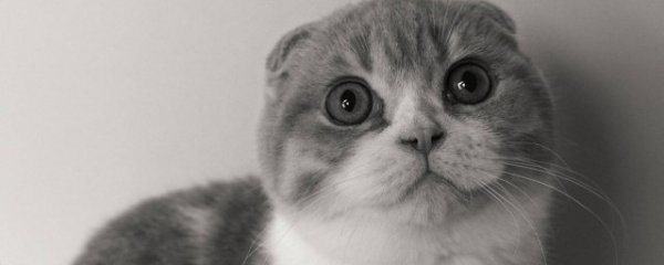 大猫和小猫能一起养吗