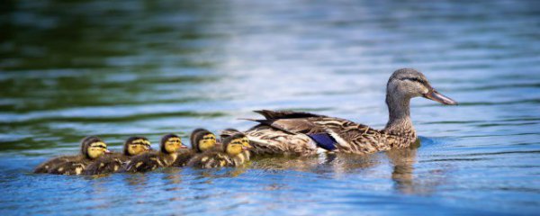 怎样炖鸭子好吃又营养