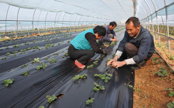 黑地膜和白地膜哪个效果好点