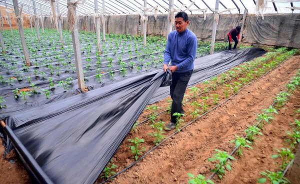 黑地膜和白地膜哪个效果好点