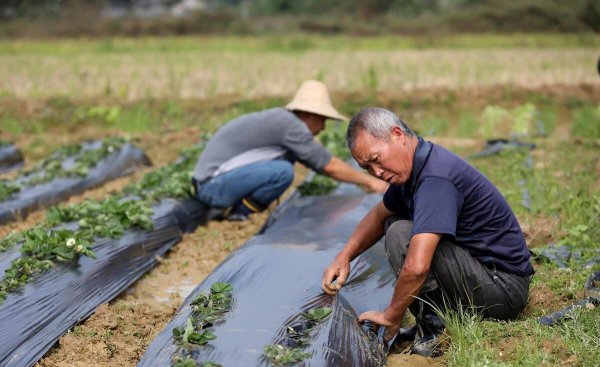 黑地膜和白地膜哪个效果好点