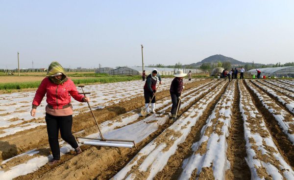 黑地膜和白地膜哪个效果好点