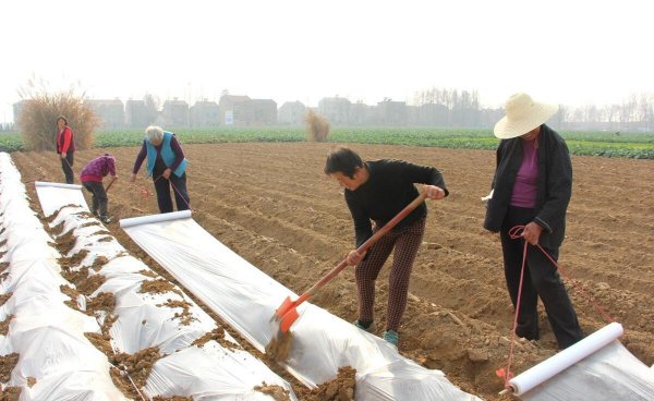 黑地膜和白地膜哪个效果好点