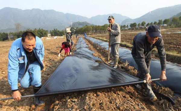 黑地膜和白地膜哪个效果好点