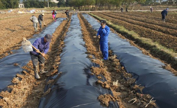 黑地膜和白地膜哪个效果好点