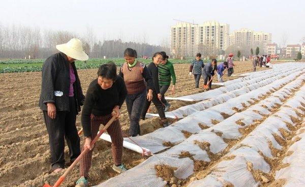 黑地膜和白地膜哪个效果好点
