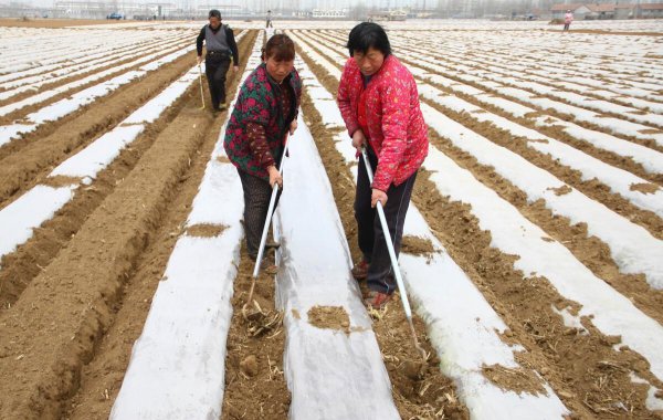 黑地膜和白地膜哪个效果好点