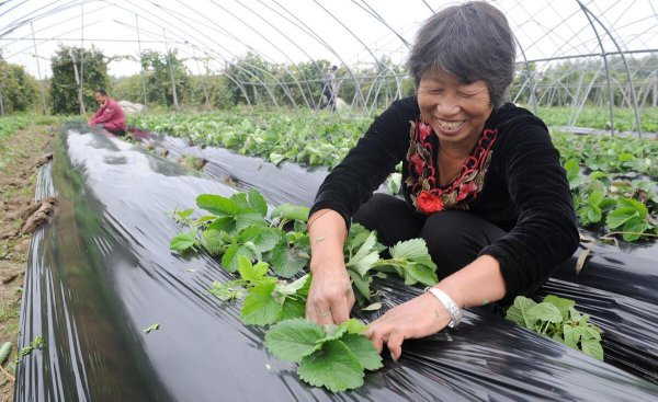 黑地膜和白地膜哪个效果好点