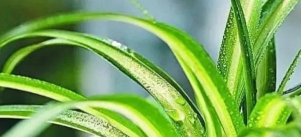 过期未开封食用油怎么处理不浪费