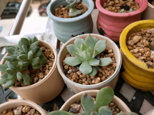 多肉换盆注意事项