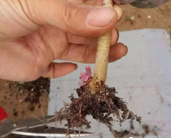 多肉换盆注意事项