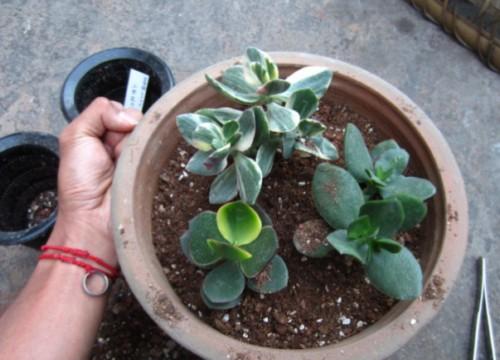 多肉换盆注意事项