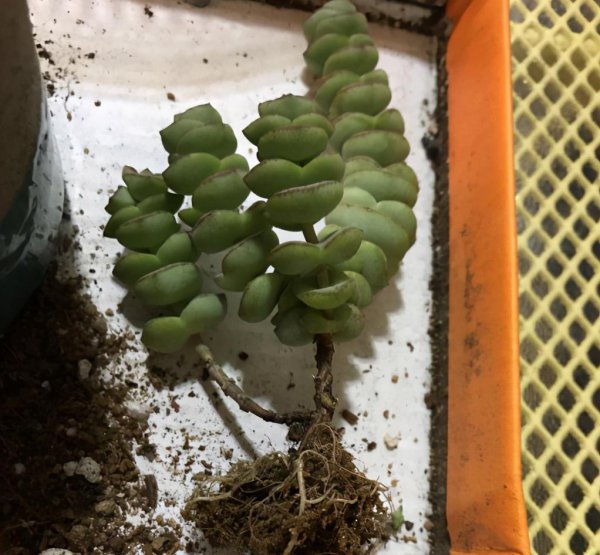 多肉换盆注意事项