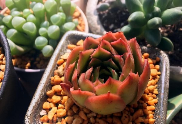 多肉换盆注意事项