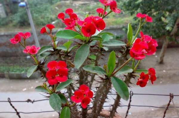 什么植物不能用磷酸二氢钾