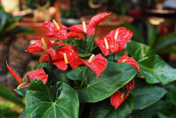 什么植物不能用磷酸二氢钾