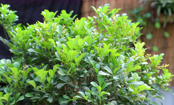 什么植物不能用磷酸二氢钾