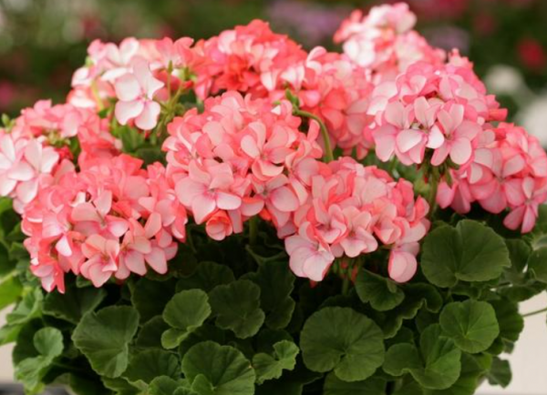 什么植物不能用磷酸二氢钾