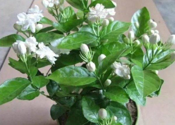 什么植物不能用磷酸二氢钾