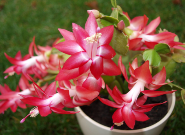 什么植物不能用磷酸二氢钾