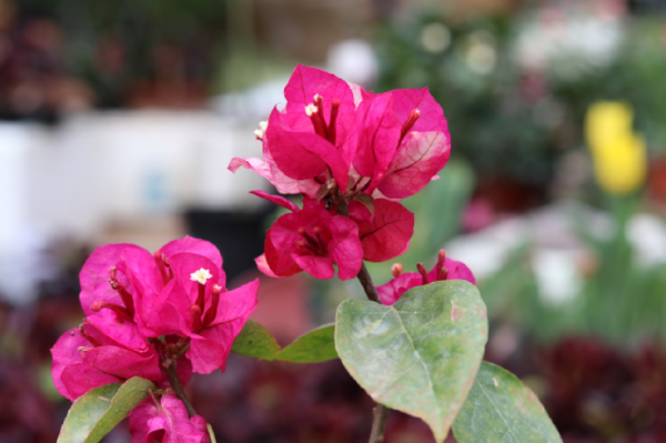 什么植物不能用磷酸二氢钾