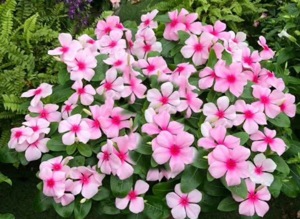 什么植物不能用磷酸二氢钾