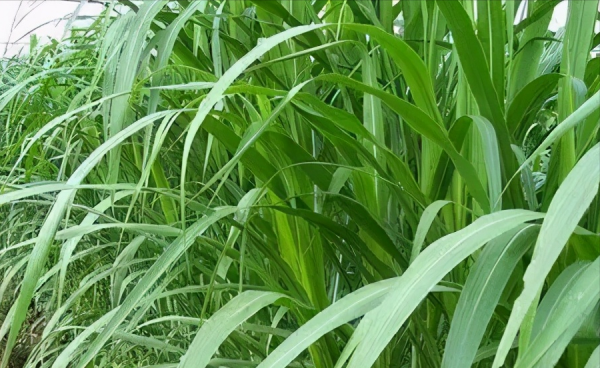 墨西哥玉米草缺点