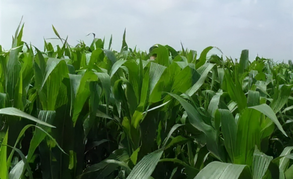 墨西哥玉米草缺点