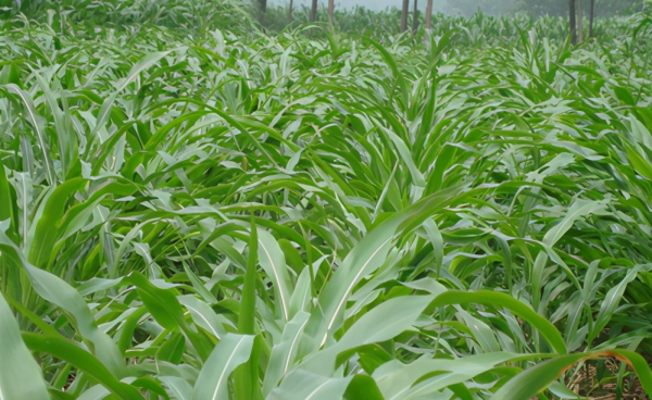 墨西哥玉米草缺点