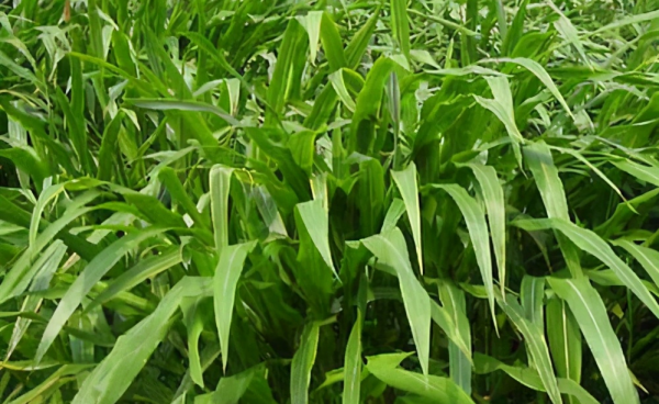 墨西哥玉米草缺点