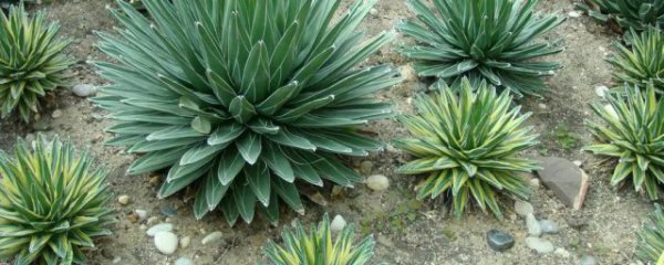 龙舌兰摆放位置有什么讲究