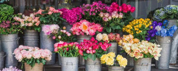 开业门口放什么植物招财