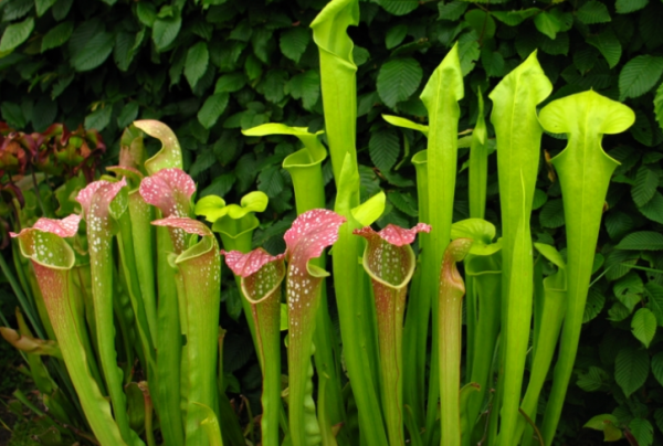 吃蚊子的植物叫什么名字
