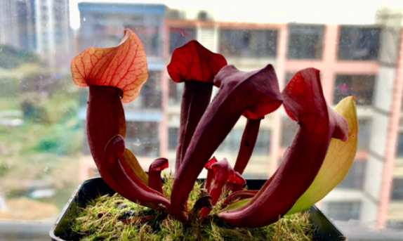 吃蚊子的植物叫什么名字