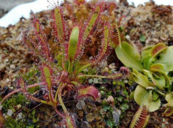 吃蚊子的植物叫什么名字