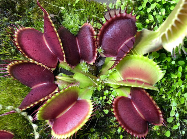 吃蚊子的植物叫什么名字