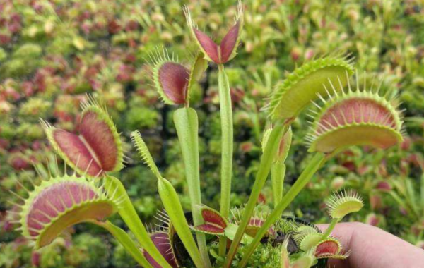 吃蚊子的植物叫什么名字
