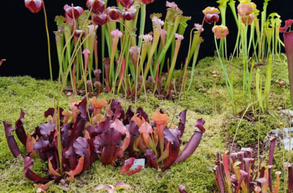 吃蚊子的植物叫什么名字