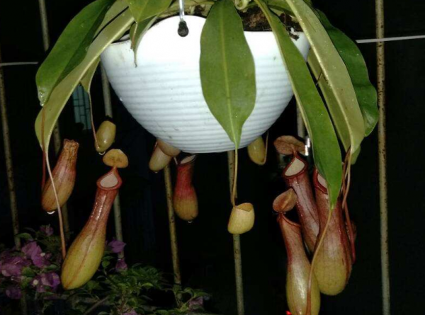 吃蚊子的植物叫什么名字