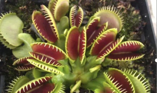 吃蚊子的植物叫什么名字