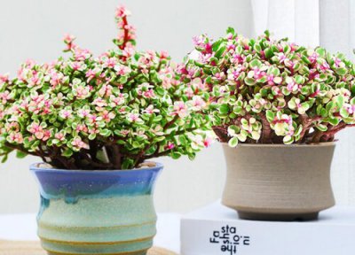 金枝玉叶修剪方法 金枝玉叶怎样修剪好看