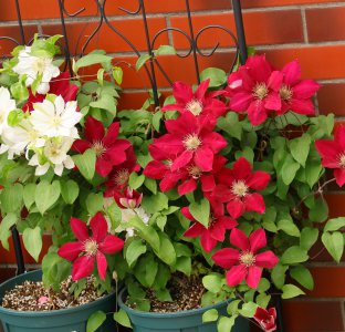 铁线莲瑞贝卡优缺点 二类铁瑞贝卡花期长、修剪耐热特点