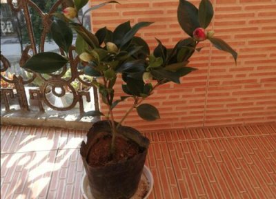 茶花掉叶子干枯是怎么回事 茶花莫名其妙掉叶、干枯是什么原因