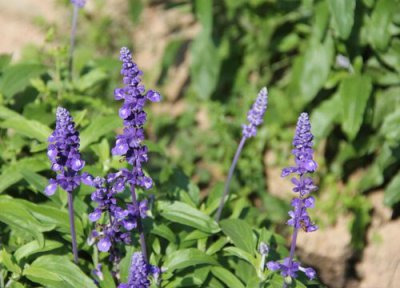鼠尾草什么时候修剪 鼠尾草怎么修剪方法
