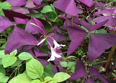 酢浆草没根能活吗 酢浆草养殖注意事项