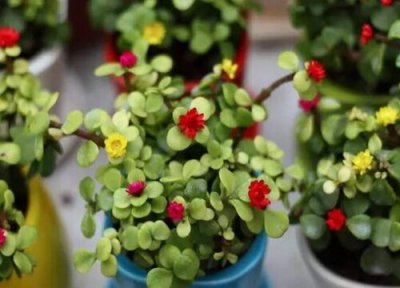 春季养花注意什么 春季养花需要注意哪些问题