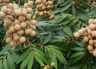龙眼是热带水果吗 龙眼属于热带水果吗